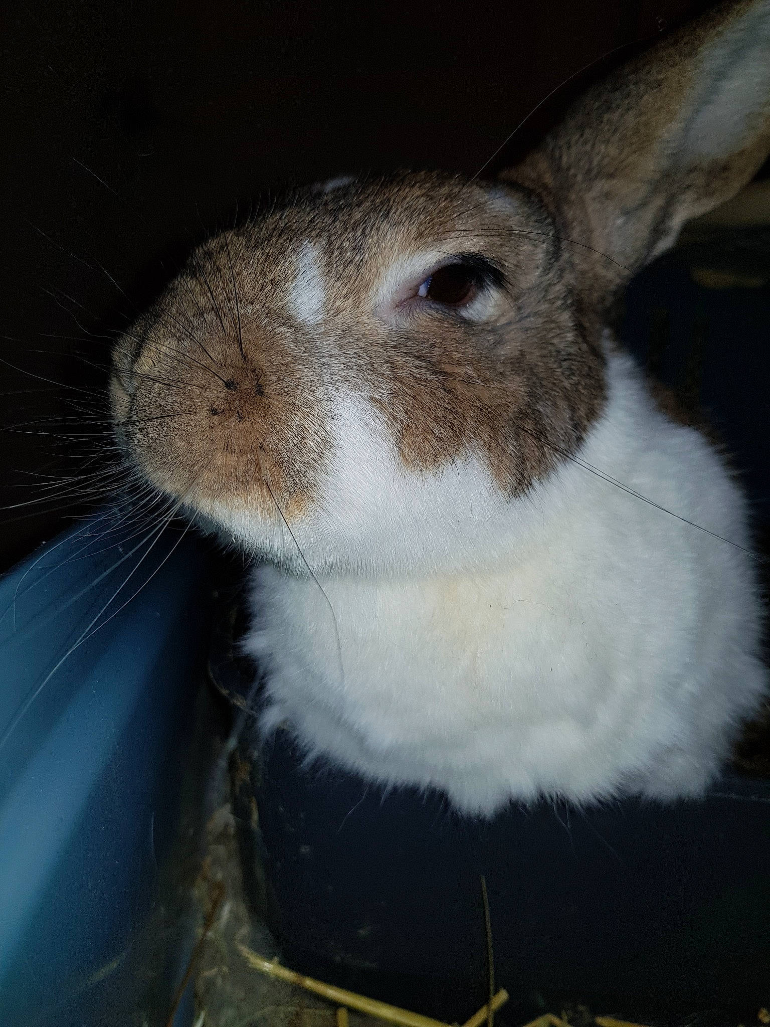 Panpan a rejoint le concours — aidez-le/la à gagner de superbes lots ! domestic_rabbit, ear, fur, hare, mammal, nose, organism, rabbit, rabbits_and_hares, snout, snowshoe_hare, vertebrate, whiskers, wildlife