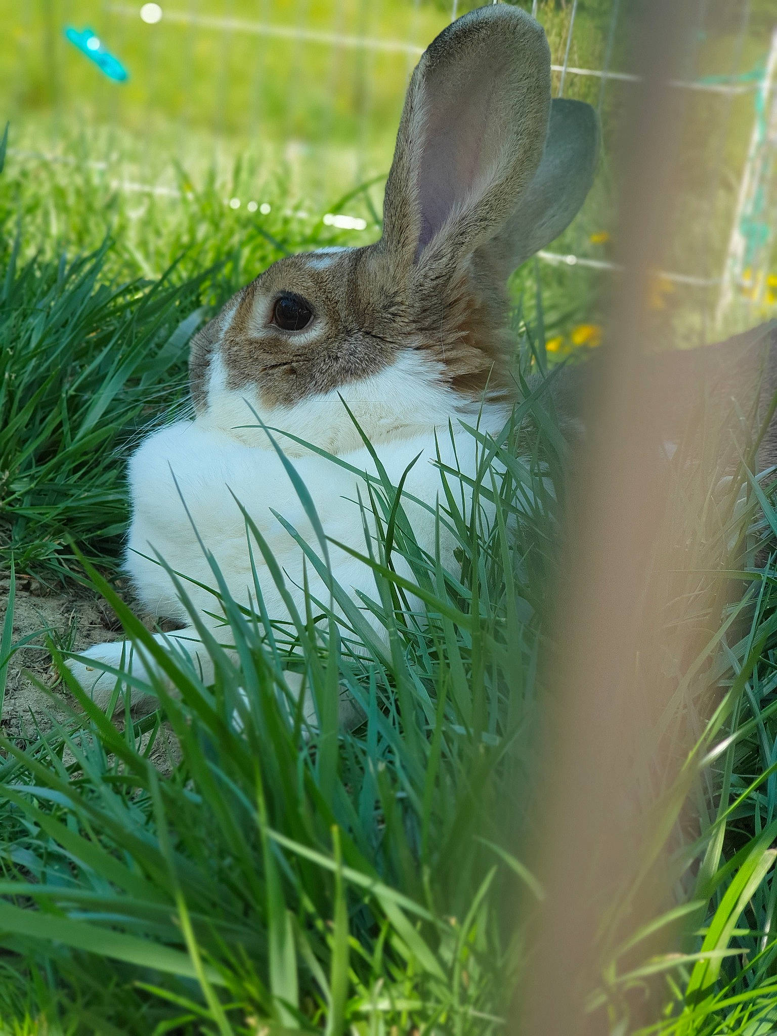 Panpan participe au concours pour gagner de l'argent avec cette photo : adaptation, domestic_rabbit, eastern_cottontail, fawn, fodder, grass, grass_family, groundcover, hare, herb, lower_keys_marsh_rabbit, mountain_cottontail, organism, plant, rabbit, rabbits_and_hares, snowshoe_hare, whiskers, wildlife, wood_rabbit