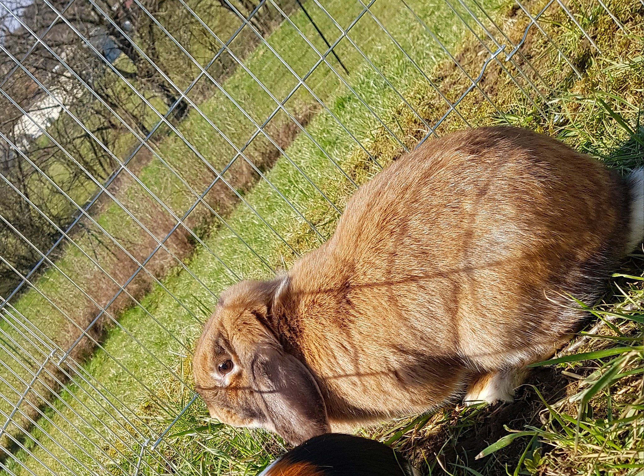 Coconote a rejoint le concours — aidez-le/la à gagner de superbes lots ! domestic_rabbit, fauna, grass, hare, mammal, rabbit, rabits_and_hares, snout, tail, whiskers, wildlife