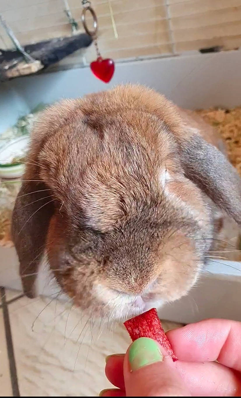 Coconote a rejoint le concours — aidez-le/la à gagner de superbes lots ! domestic_rabbit, ear, fawn, plant, rabbit, rabbits_and_hares, snout, whiskers