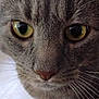 cat, close_up, tabby, face, whiskers, yellow_eyes, fur, pet, animal, curious, indoor, mammal, portrait, feline, nose, ears, soft_texture, focused, domestic_cat, closeup