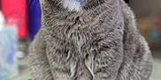 Ash is registered to the contest to win money with this photo: cat, tabby, gray_cat, yellow_eyes, collar, bell, tag, indoor, countertop, tiled_surface, pet, feline, whiskers, close_up, domestic_cat, sitting, curious, fur, portrait, household