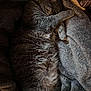 Ash is registered to the contest to win money with this photo: cat, sleeping, gray_tabby, fur, blanket, cozy, resting, pet, animal, soft, fluffy, comfort, indoor, relaxing, cute, paw, whiskers, closed_eyes, feline, warm