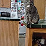 cat, gray_cat, tabby, kitchen, countertop, wooden_cabinets, refrigerator, microwave, photos, magnets, animal, pet, indoor, feline, curious, domestic, household, appliance, sitting, fur