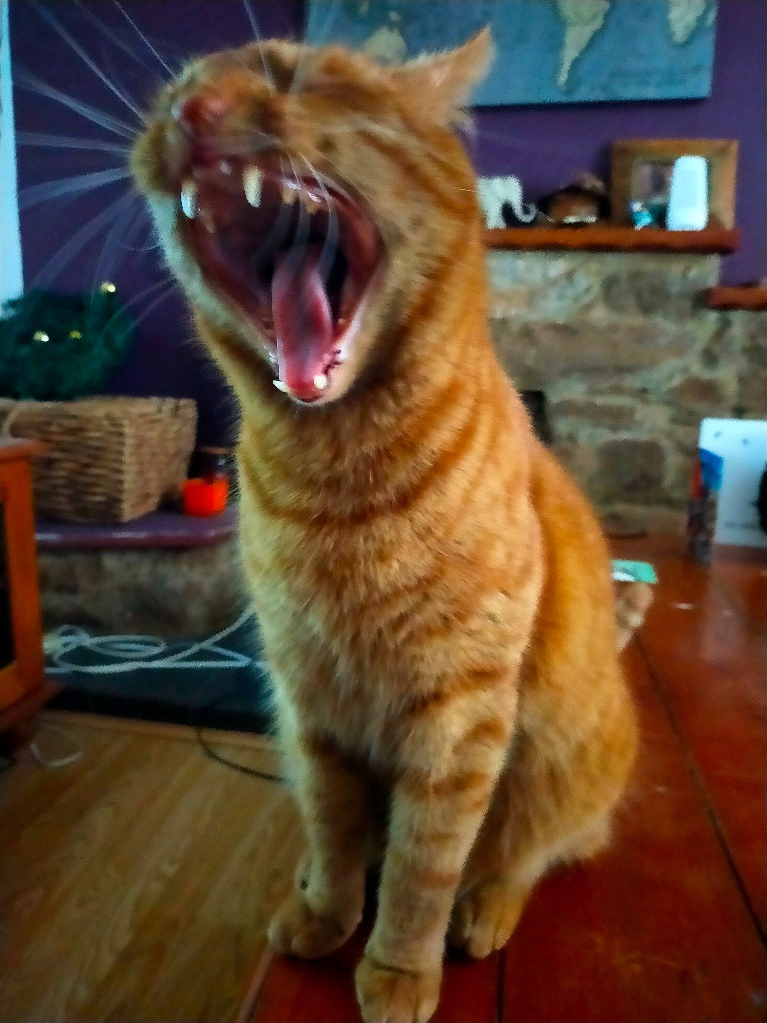 Alan is registered to the contest to win money with this photo: carnivore, cat, domestic_short_haired_cat, fang, fawn, felidae, flooring, hardwood, human_body, paw, roar, shout, small_to_medium_sized_cats, tail, terrestrial_animal, varnish, whiskers, window, wood, yawn