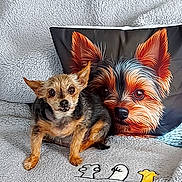 Flora participe au concours pour gagner de l'argent avec cette photo : dog, small_dog, pillow, blanket, pet, indoors, cute, fur, animal, comfort, texture, relaxation, portrait, cozy, brown, black, ears, eyes, nose, couch