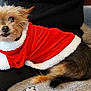 Flora a rejoint le concours — aidez-le/la à gagner de superbes lots ! dog, small_dog, pet, animal, santa_outfit, red_clothing, white_fur_trim, indoor, couch, person, lap, furry, cute, looking_up, cozy, holiday, pillow, black_pants, fur, relaxed
