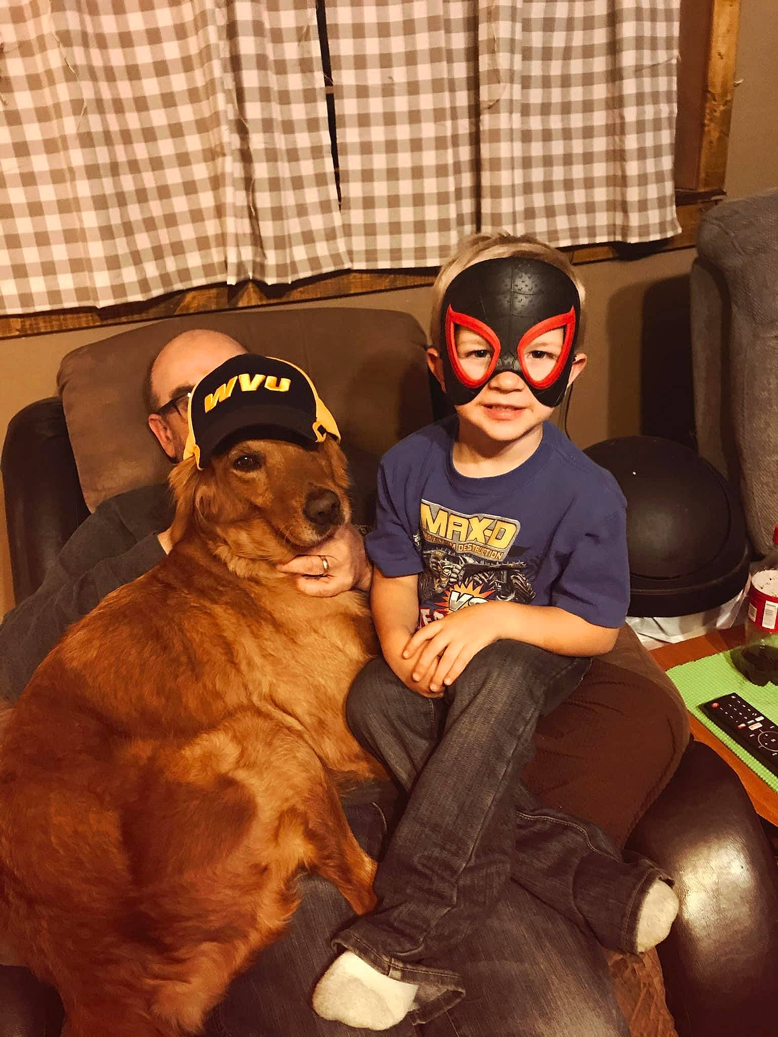 Red is registered to the contest to win money with this photo: animal_training, carnivore, comfort, companion_dog, curtain, dog, dog_breed, liver, living_room, plaid, sporting_group, tartan, window_treatment, working_animal