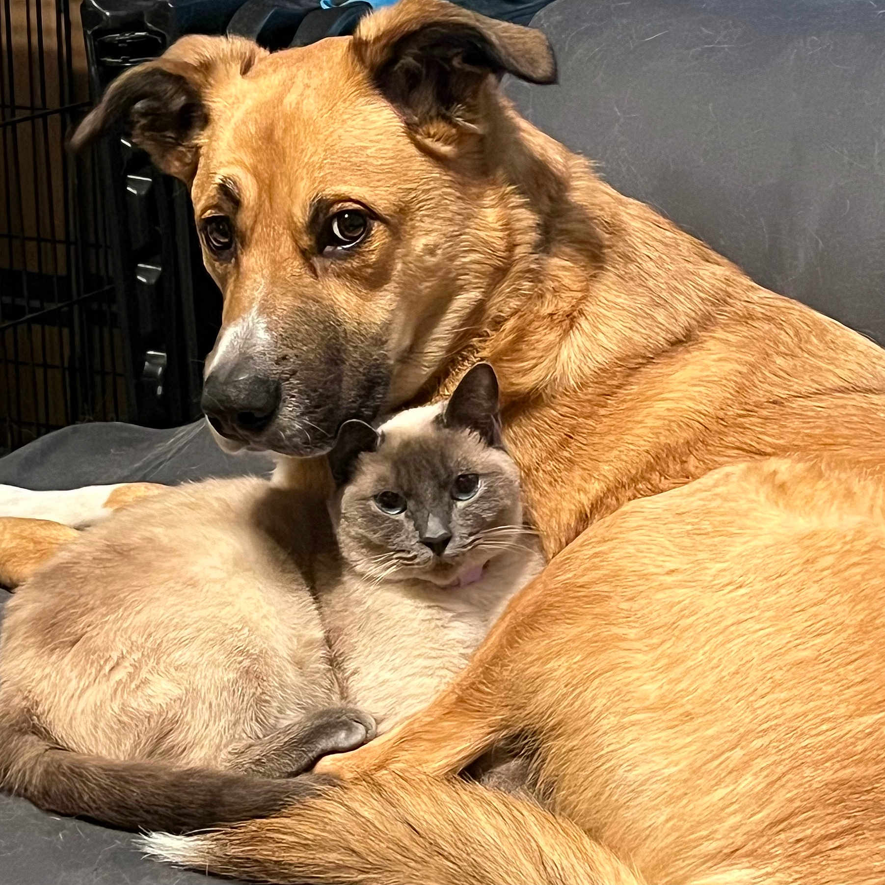 Ronde Barber is registered to the contest to win money with this photo: animal, canine, cat, couch, dog, furniture, germanshepherd, goldenretriever, hound, husky, indoors, interiordesign, kitten, pet, puppy, racket, snout, sport, tennis, tennisracket