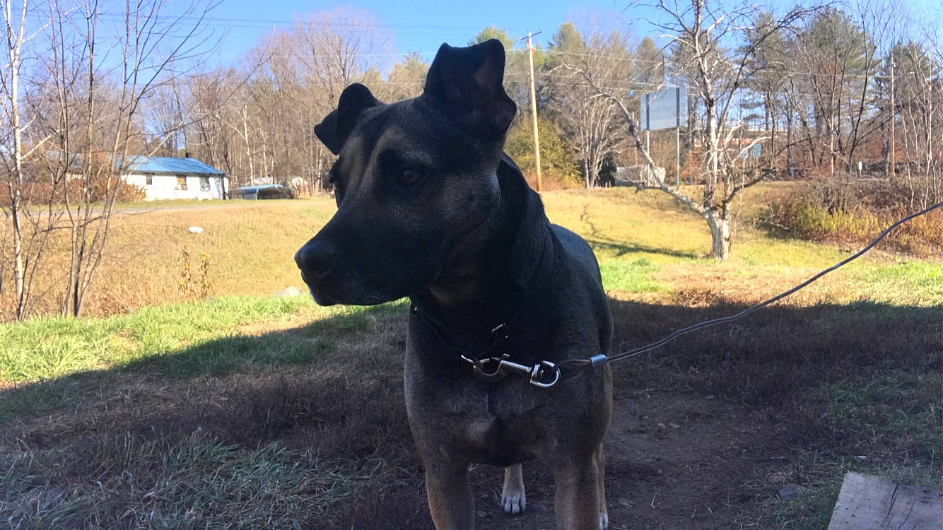 Bullet is registered to the contest to win money with this photo: canidae, carnivore, collar, companion_dog, dog, dog_breed, dog_collar, fawn, grass, guard_dog, herding_dog, plant, sky, snout, sporting_group, tail, tree, whiskers, window, working_animal