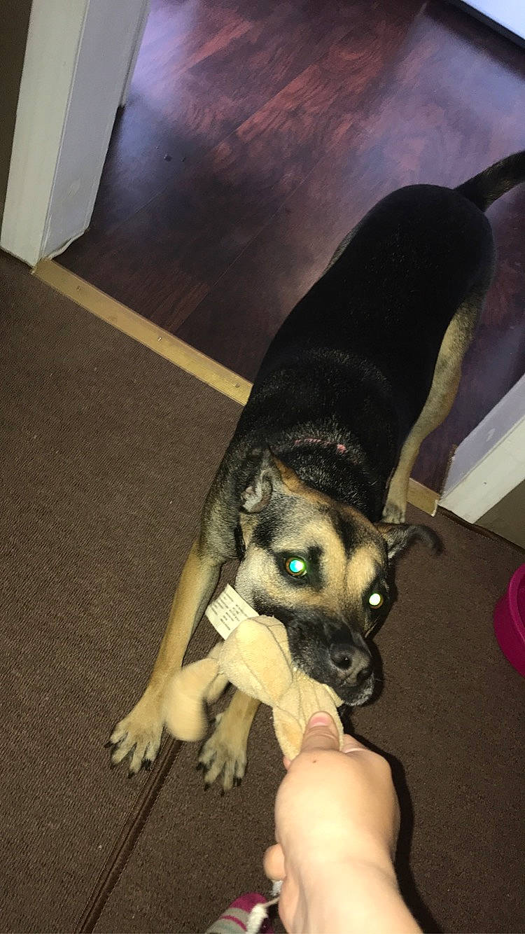 Bullet is registered to the contest to win money with this photo: canidae, carnivore, companion_dog, dog, dog_breed, dog_supply, fawn, flooring, fun, fur, guard_dog, nail, non_sporting_group, paw, snout, sporting_group, toy_dog, working_animal, working_dog, wrist