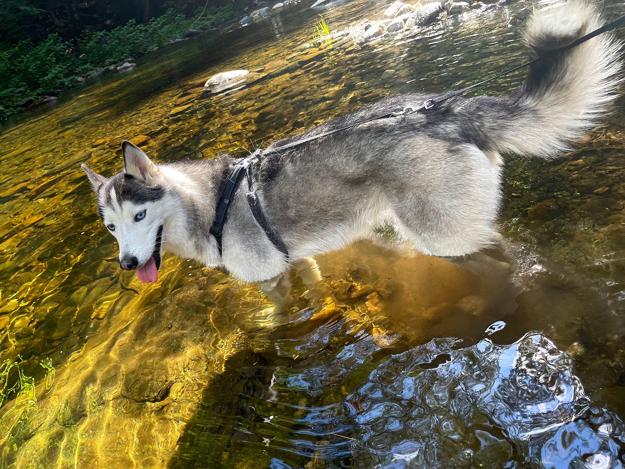 Topaz joined the competition — help win amazing prizes! ancient_dog_breeds, canidae, canis, canis_lupus_tundrarum, carnivore, dog, dog_breed, grass, natural_landscape, sled_dog, sporting_group, tail, terrestrial_animal, tundra, water, wildlife, wolf, working_animal, working_dog