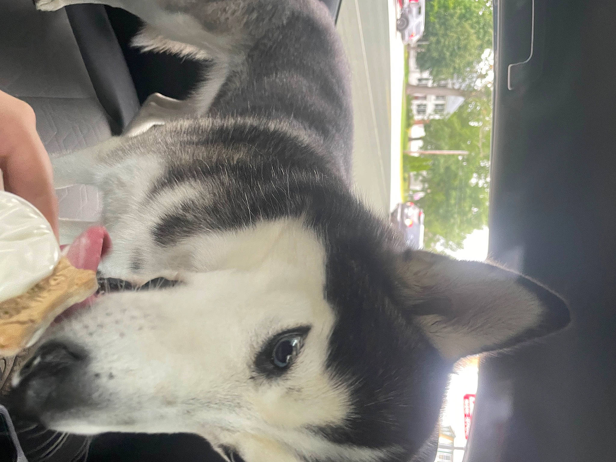 Topaz is registered to the contest to win money with this photo: canidae, canis, carnivore, companion_dog, dog, dog_breed, ear, eyelash, fawn, fur, jaw, non_sporting_group, snout, sporting_group, terrestrial_animal, tree, whiskers, wildlife, working_animal, working_dog