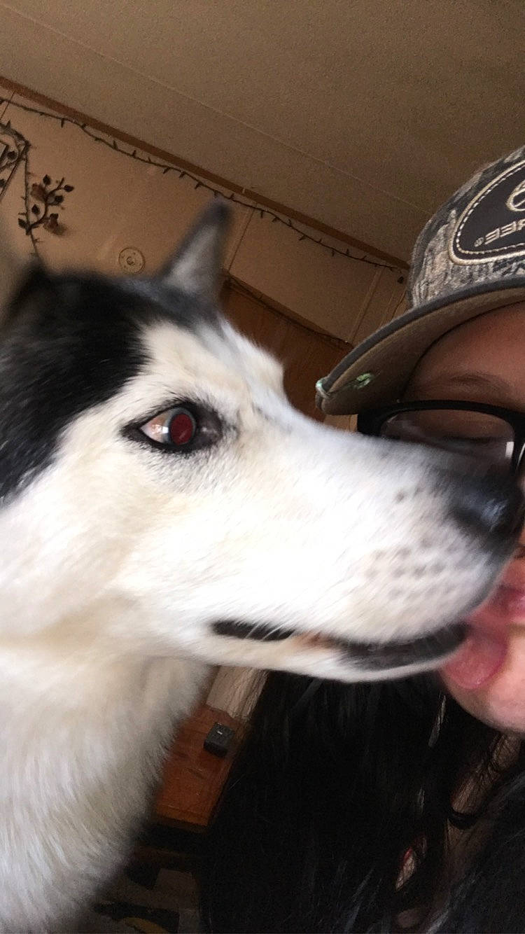 Topaz joined the competition — help win amazing prizes! baseball_cap, canidae, cap, carnivore, companion_dog, dog, dog_breed, fur, herding_dog, jaw, non_sporting_group, personal_protective_equipment, selfie, sled_dog, snout, sporting_group, terrestrial_animal, whiskers, working_animal, working_dog