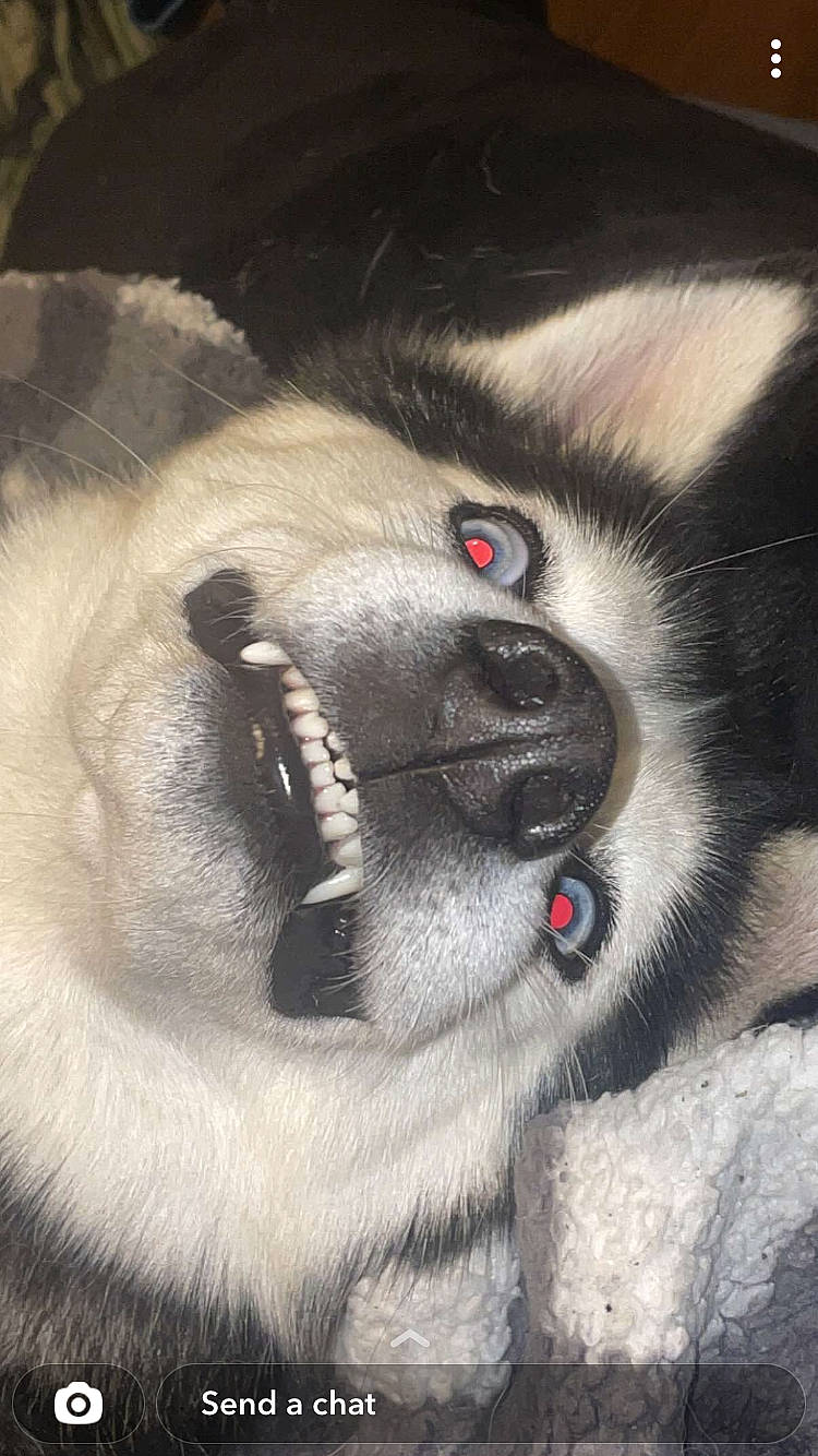 Topaz joined the competition — help win amazing prizes! art_paint, canidae, carnivore, close_up, companion_dog, dog, dog_breed, eyelash, fawn, foot, fur, non_sporting_group, paw, sporting_group, terrestrial_animal, tongue, whiskers, working_animal