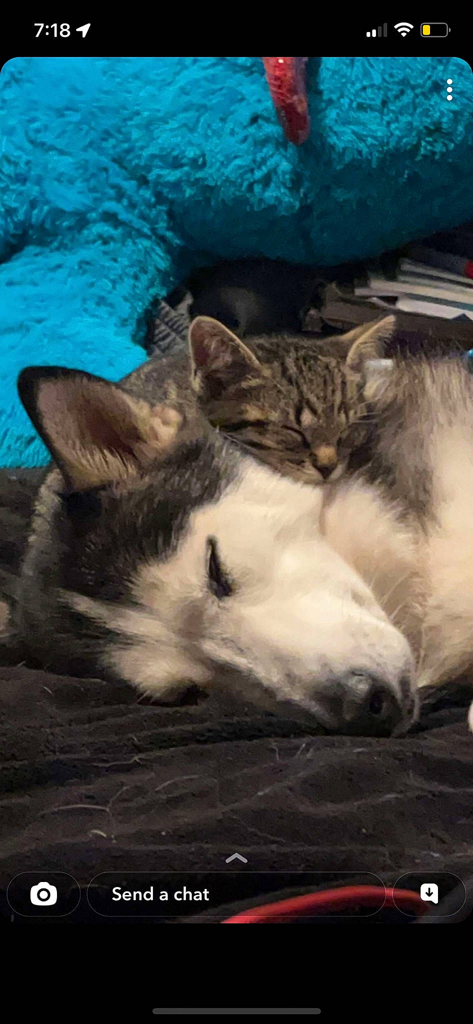 Storm joined the competition — help win amazing prizes! carnivore, cat, cloud, companion_dog, dog_breed, domestic_short_haired_cat, fawn, felidae, fur, paw, sand, sky, sled_dog, small_to_medium_sized_cats, snout, tail, terrestrial_animal, whiskers, wildlife, wolf