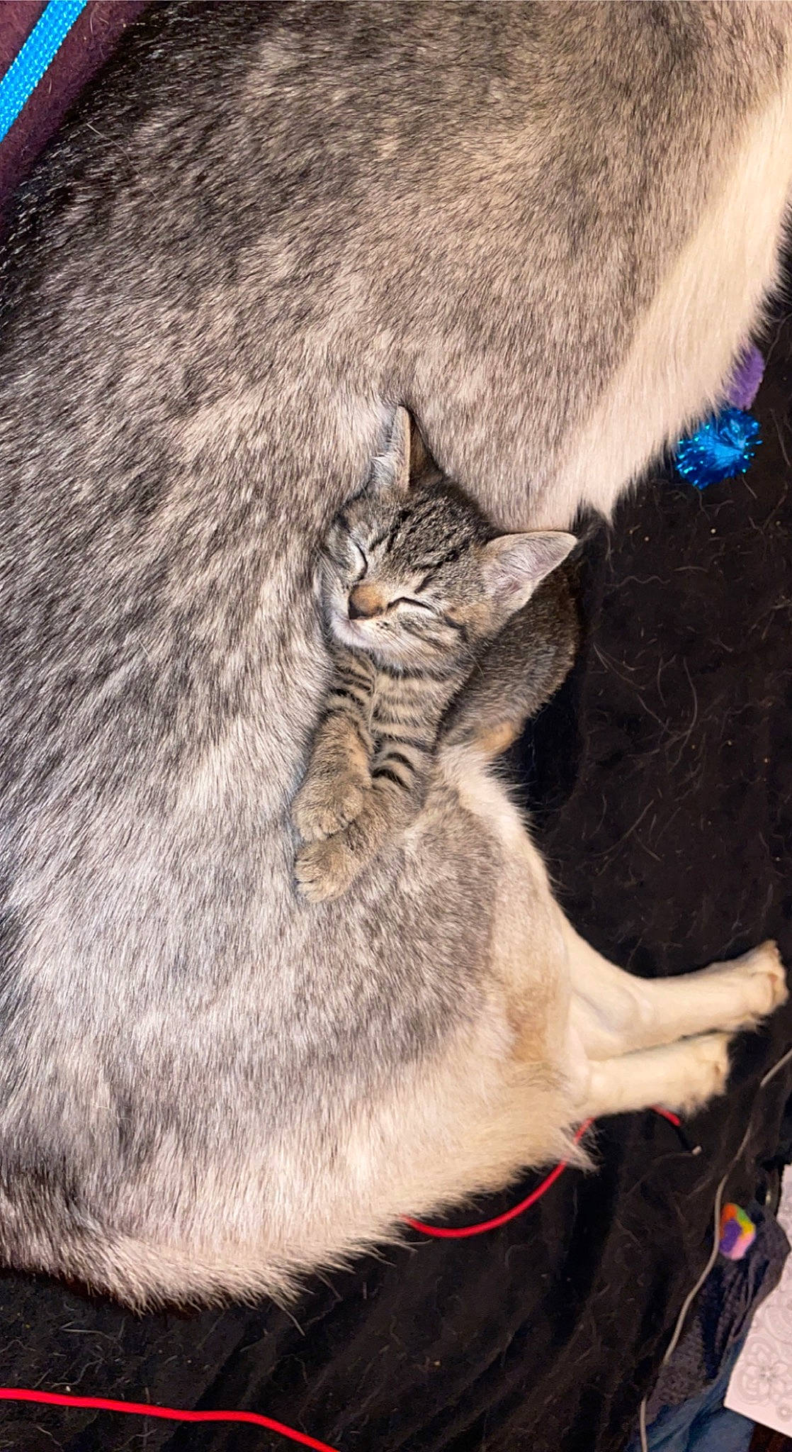 Storm joined the competition — help win amazing prizes! carnivore, cat, cat_supply, claw, comfort, domestic_short_haired_cat, fawn, felidae, fur, nap, paw, sleep, small_to_medium_sized_cats, snout, tail, terrestrial_animal, whiskers, wildlife