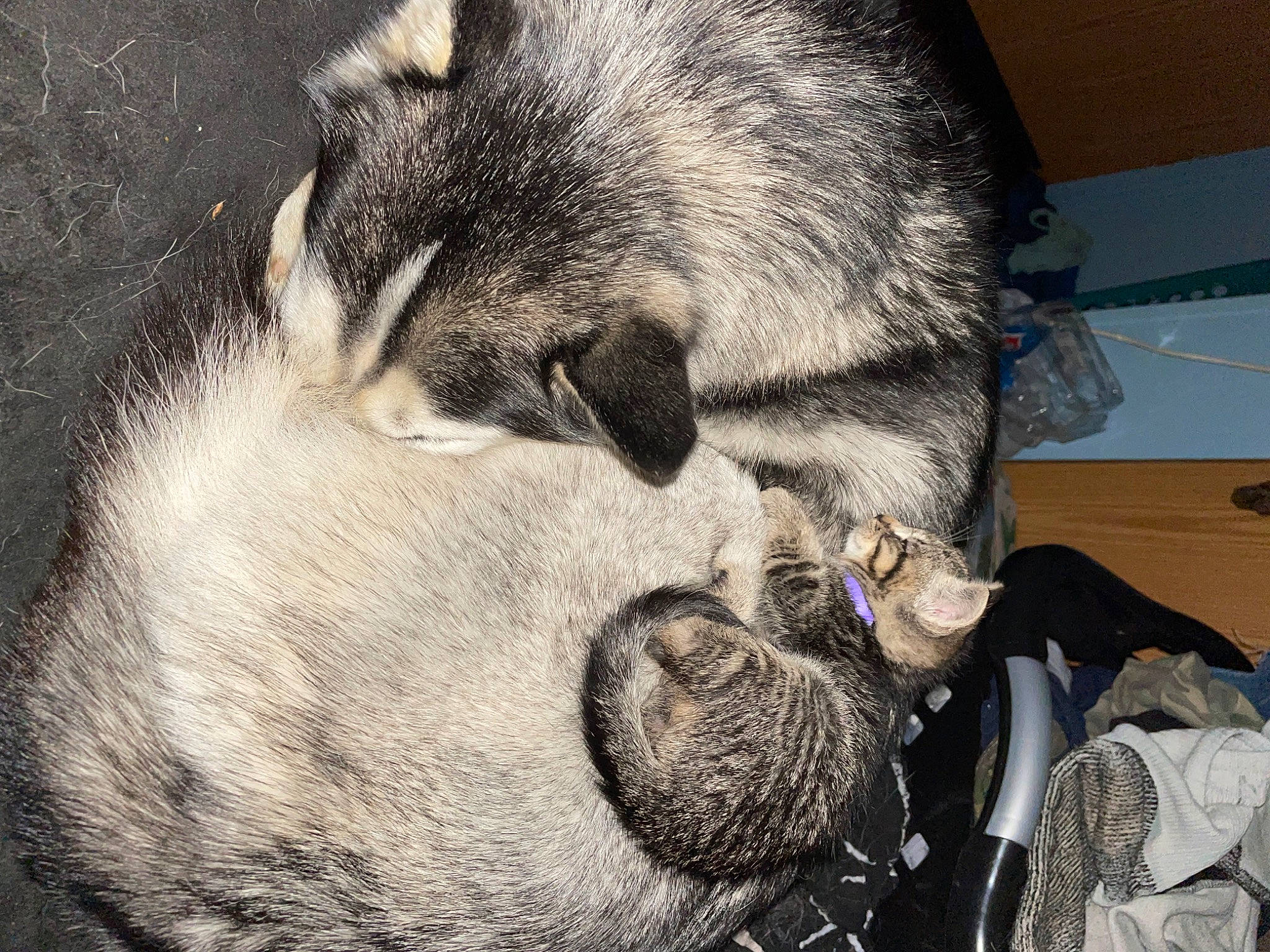 Storm joined the competition — help win amazing prizes! canidae, canis, carnivore, claw, comfort, companion_dog, dog, dog_breed, fur, nap, natural_material, paw, sleep, snout, sporting_group, terrestrial_animal, whiskers, wolf, working_animal, working_dog