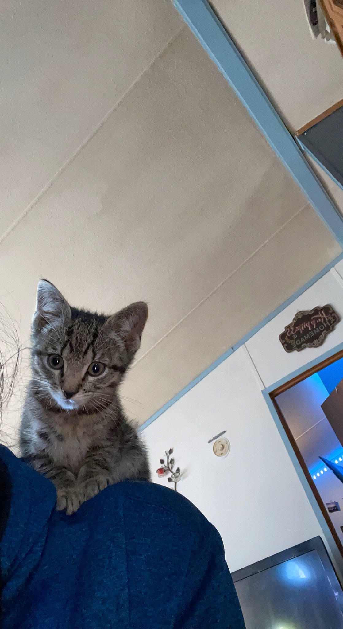 Storm is registered to the contest to win money with this photo: carnivore, cat, ceiling, comfort, domestic_short_haired_cat, door, felidae, flooring, fur, grey, house, paw, room, sitting, small_to_medium_sized_cats, snout, tail, whiskers, window, wood