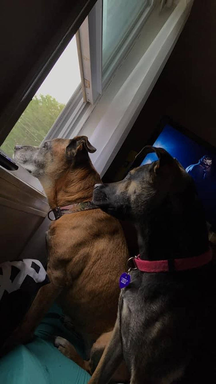 Mckenzie is registered to the contest to win money with this photo: brown, canidae, carnivore, collar, companion_dog, dog, dog_breed, dog_collar, fawn, fur, guard_dog, leash, liver, non_sporting_group, snout, sporting_group, window, working_animal, working_dog