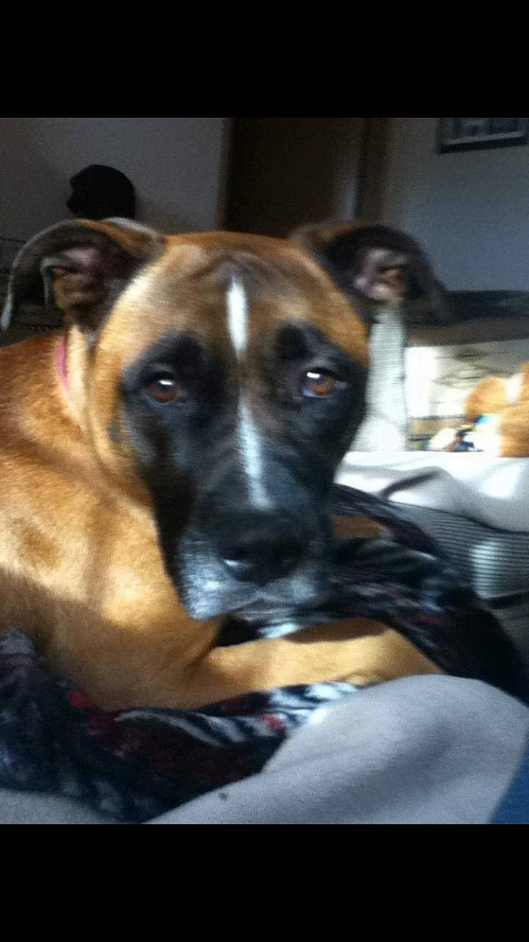 Mckenzie joined the competition — help win amazing prizes! bored, canidae, carnivore, companion_dog, dog, dog_breed, fawn, fur, guard_dog, snout, sporting_group, whiskers, working_dog