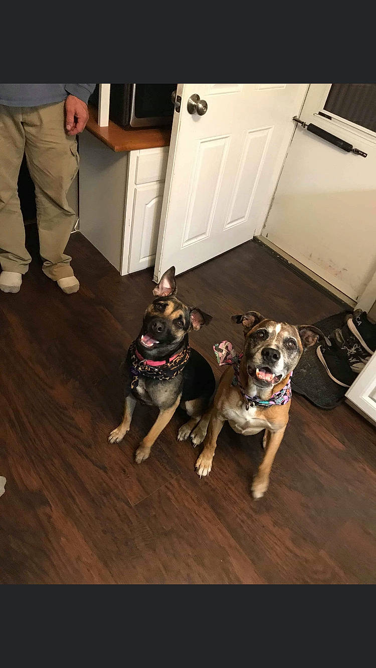 Mckenzie joined the competition — help win amazing prizes! building, canidae, carnivore, chair, companion_dog, dog, dog_breed, door, fawn, floor, flooring, hardwood, home_door, laminate_flooring, snout, sporting_group, wood, wood_flooring, wood_stain, working_animal