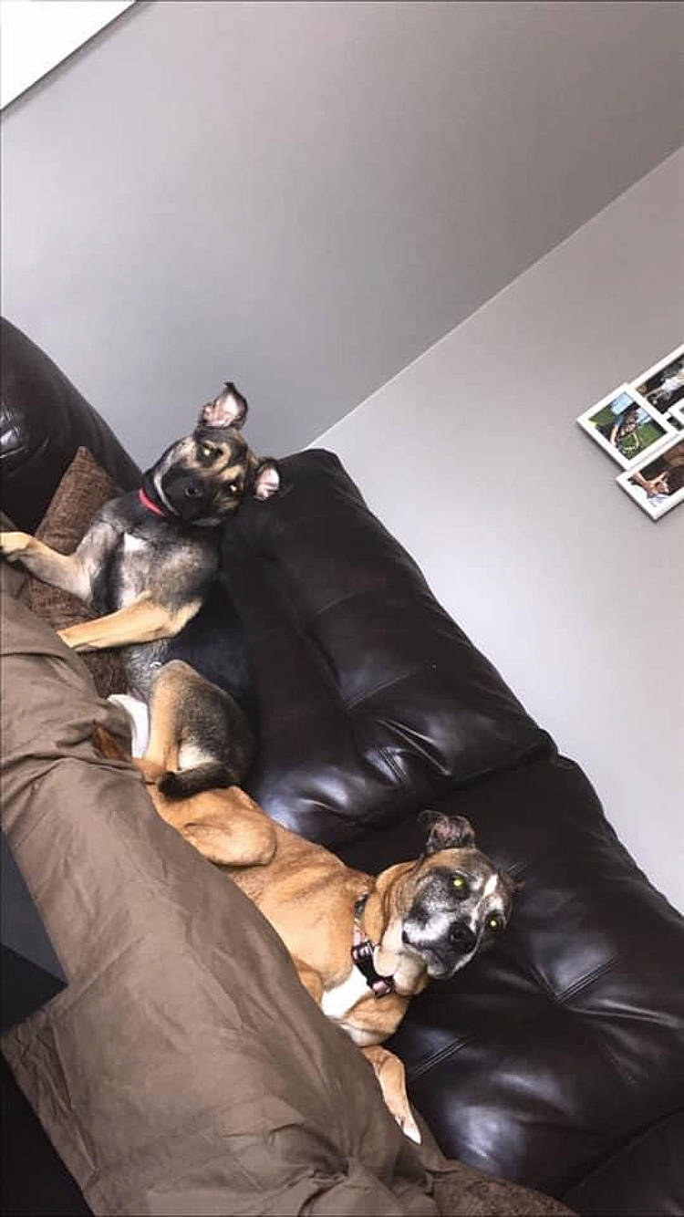 Mckenzie joined the competition — help win amazing prizes! brown, canidae, carnivore, club_chair, comfort, companion_dog, couch, dog, dog_breed, fawn, felidae, flooring, fur, furniture, hardwood, living_room, sitting, sporting_group, studio_couch, whiskers