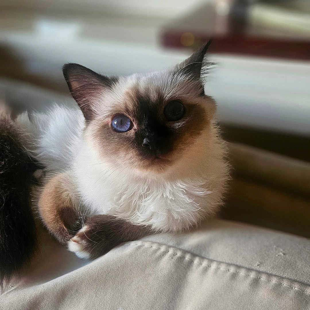 Berlioz
