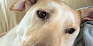 Blossom is registered to the contest to win money with this photo: animal, blanket, bottle, brown, canine, close_up, comfort, couch, dog, ears, face, fur, indoor, nose, pet, relaxed, resting, soft, table, white