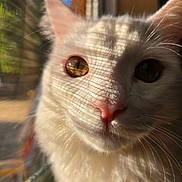 Marrah is registered to the contest to win money with this photo: cat, white_cat, close_up, face, eyes, whiskers, sunlight, shadow, window, screen, blurred_background, pet, feline, indoor, curious, calm, fur, pink_nose, portrait, animal