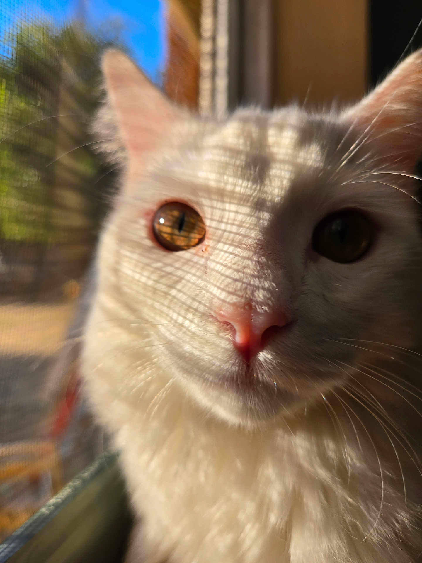 Marrah is registered to the contest to win money with this photo: cat, white_cat, close_up, face, eyes, whiskers, sunlight, shadow, window, screen, blurred_background, pet, feline, indoor, curious, calm, fur, pink_nose, portrait, animal