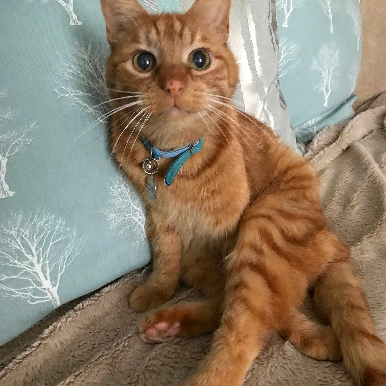 Bagpuss joined the competition — help win amazing prizes! aegean_cat, arabian_mau, asian, carnivore, cat, domestic_short_haired_cat, european_shorthair, eye, fawn, felidae, fur, german_rex, kitten, mammal, ojos_azules, organism, small_to_medium_sized_cats, somali, tabby_cat, whiskers