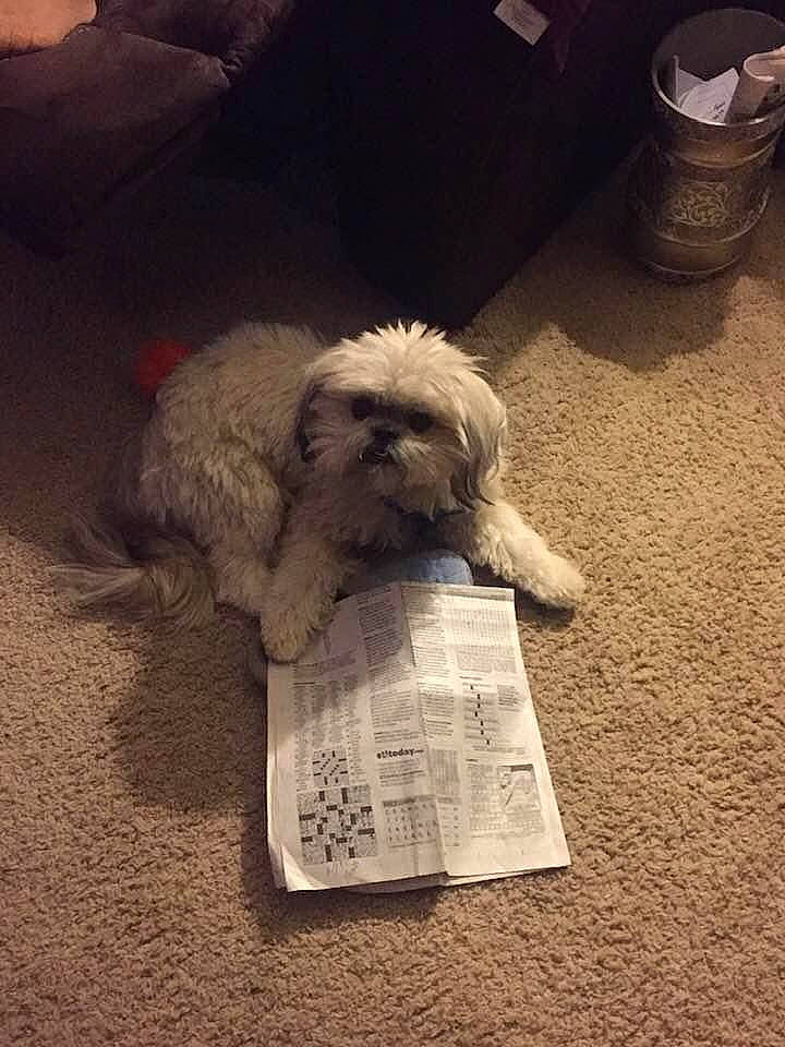 Charlie joined the competition — help win amazing prizes! art, canidae, carnivore, cloud, companion_dog, dog, dog_breed, font, fur, labradoodle, non_sporting_group, plant, poodle, poodle_crossbreed, small_terrier, snout, sporting_group, square, terrier, toy_dog