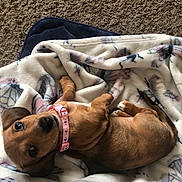 Fancy is registered to the contest to win money with this photo: dog, puppy, dachshund, pet, collar, blanket, brown, cute, animal, fur, lying_down, looking_up, indoor, carpet, soft, cozy, small, ears, tail, young