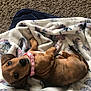 dog, puppy, dachshund, pet, collar, blanket, brown, cute, animal, fur, lying_down, looking_up, indoor, carpet, soft, cozy, small, ears, tail, young