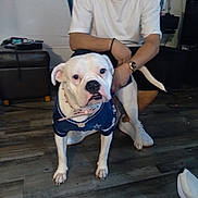 Roxie joined the competition — help win amazing prizes! black_shorts, bulldog, casual_clothing, collar, crouching, dog, flooring, furniture, indoor, jersey, leash, living_room, man, person, pet, shoe, watch, white_dog, white_shirt, wooden_floor