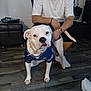 black_shorts, bulldog, casual_clothing, collar, crouching, dog, flooring, furniture, indoor, jersey, leash, living_room, man, person, pet, shoe, watch, white_dog, white_shirt, wooden_floor