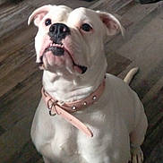 Roxie is registered to the contest to win money with this photo: dog, bulldog, white_dog, pet, collar, indoor, floor, looking_up, cute, animal, canine, companion, domestic_animal, sitting, portrait, face, ears, paw, leash_ring, attention