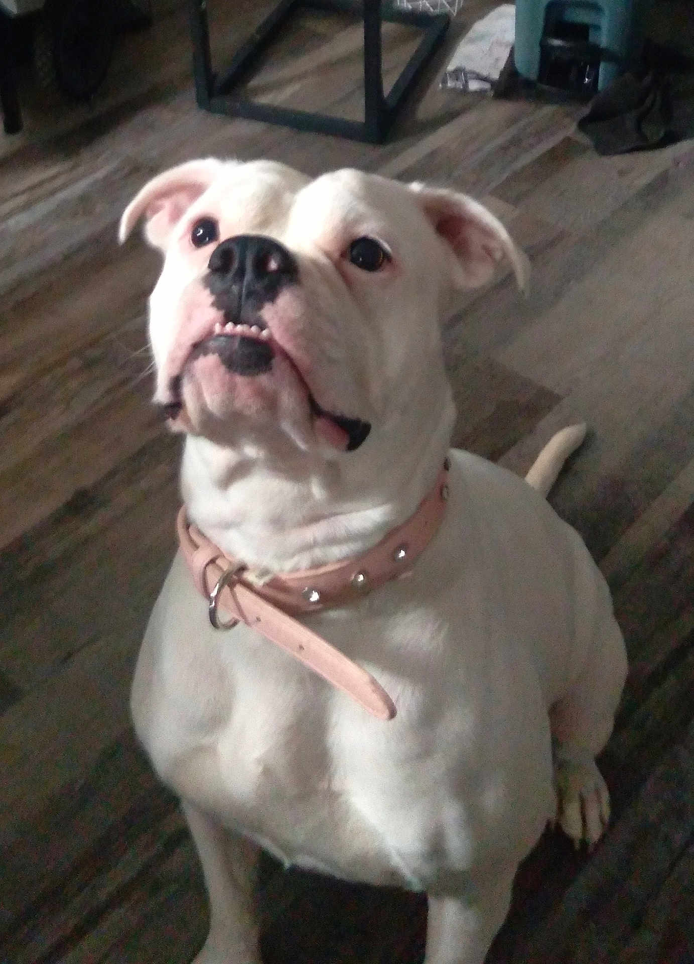 Roxie is registered to the contest to win money with this photo: dog, bulldog, white_dog, pet, collar, indoor, floor, looking_up, cute, animal, canine, companion, domestic_animal, sitting, portrait, face, ears, paw, leash_ring, attention
