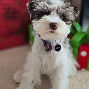 Dunkin is registered to the contest to win money with this photo: animal, black, carpet, collar, curious, cute, dog, domestic_animal, fluffy, fur, fuzzy, indoor, pet, plaid, portrait, puppy, sitting, small, tag, white