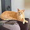 animal, armrest, cat, cozy, cushion, domestic, feline, fur, ginger_cat, household, indoor, living_room, pet, relaxed, resting, smartphone, sofa, speaker, technology, wall