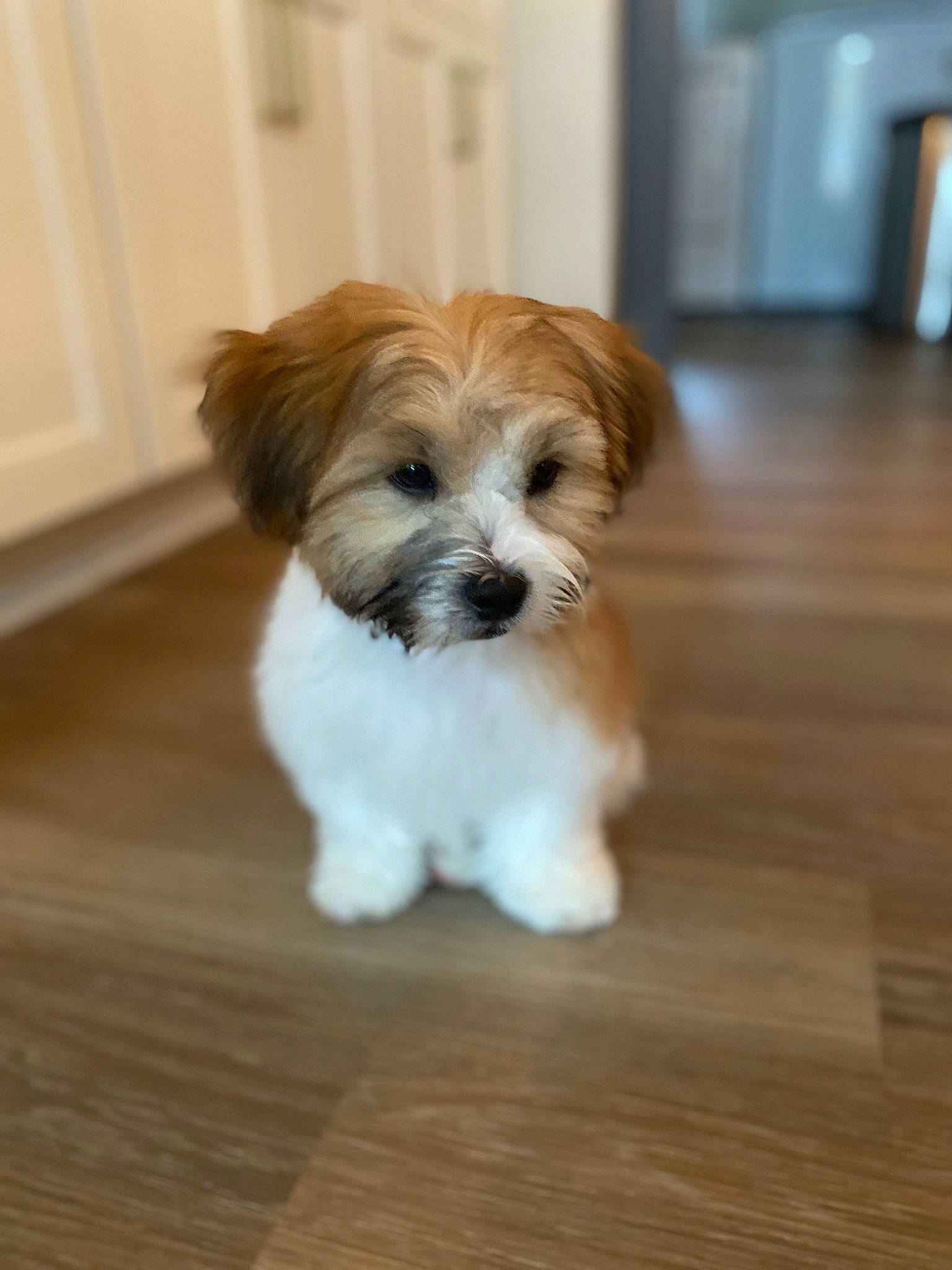 Bentley joined the competition — help win amazing prizes! canidae, carnivore, companion_dog, dog, dog_breed, dog_supply, fawn, flooring, fur, hardwood, liver, maltepoo, shih_tzu, snout, sporting_group, terrier, toy_dog, wood, wood_stain, working_animal