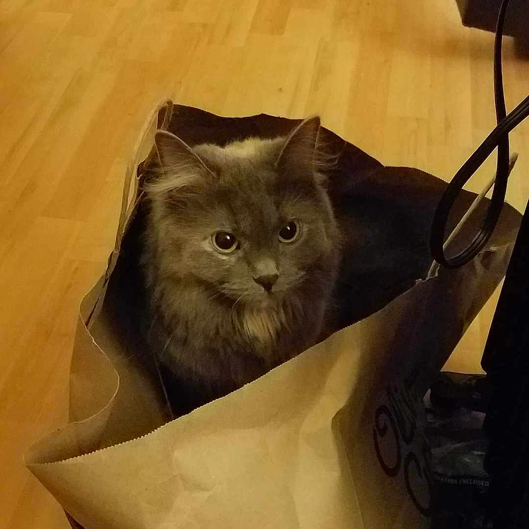 Nicky is registered to the contest to win money with this photo: bag, baggage, box, cardboard, carnivore, carton, cat, domestic_short_haired_cat, felidae, fur, grey, hardwood, illustration, packaging_and_labeling, paper_bag, paper_product, small_to_medium_sized_cats, snout, whiskers, wood