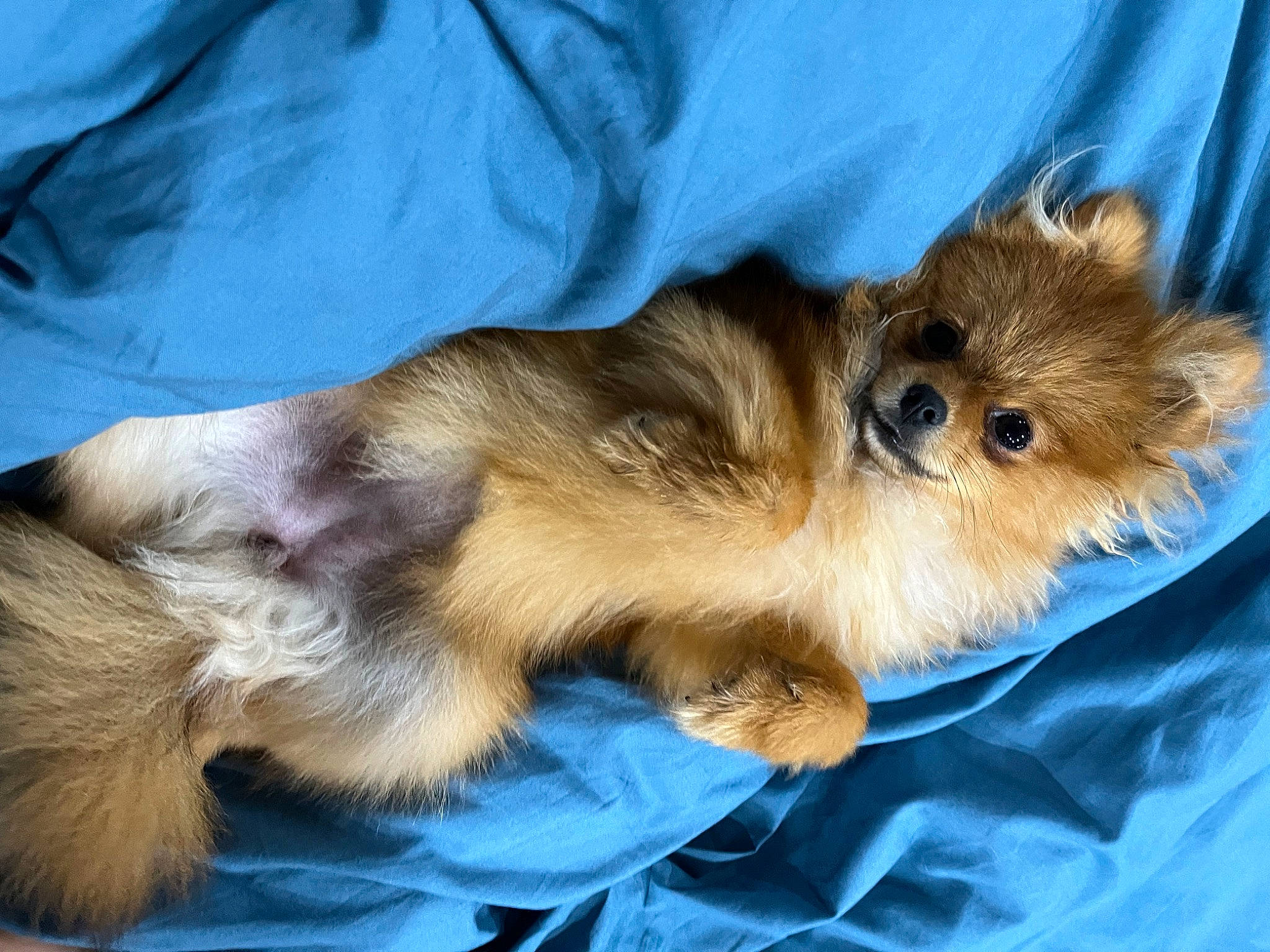 Tika participe au concours pour gagner de l'argent avec cette photo : canidae, carnivore, comfort, companion_dog, dog, dog_breed, event, fawn, fur, nap, paw, small_terrier, snout, sporting_group, terrestrial_animal, terrier, toy_dog