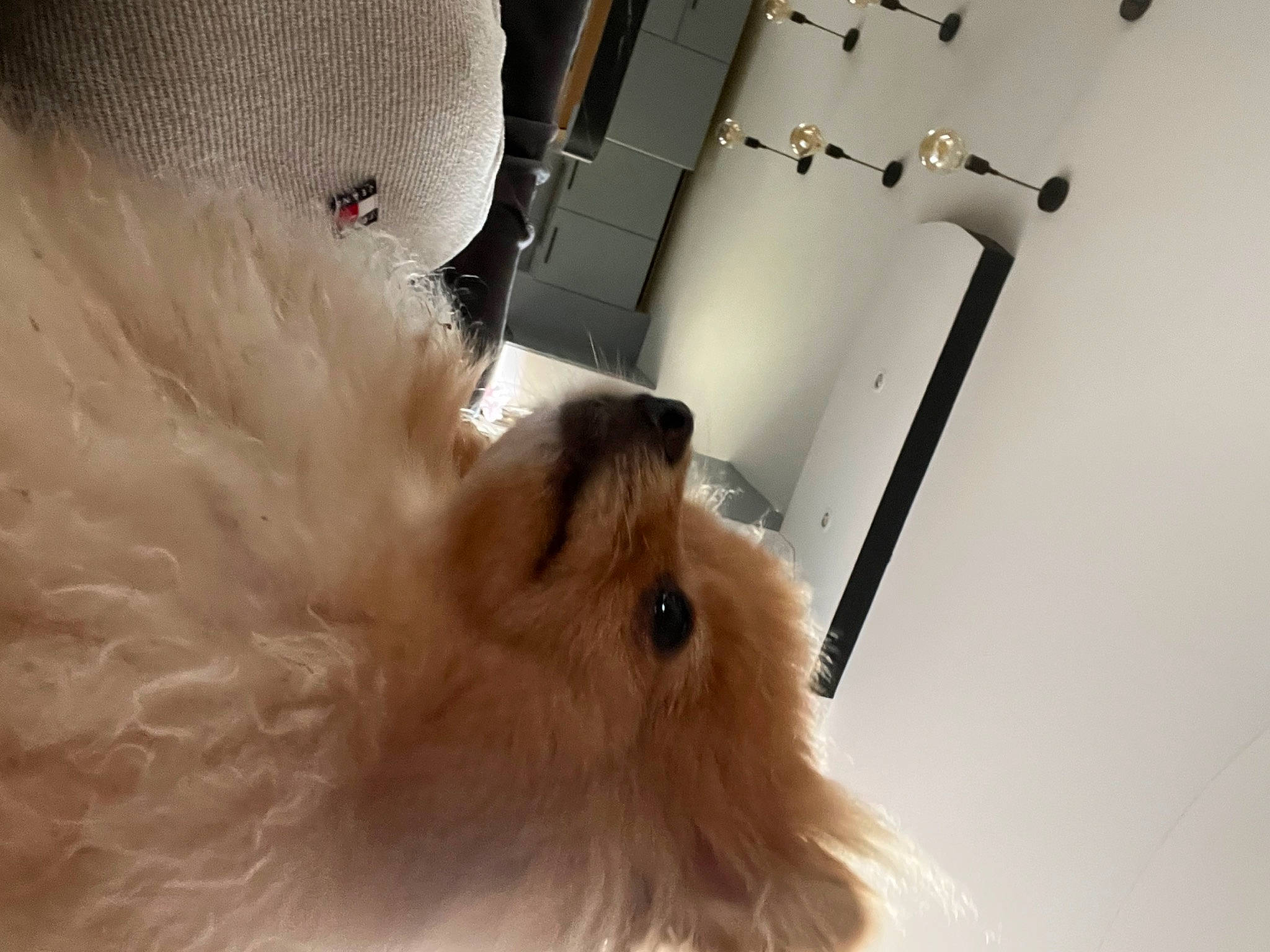 Théa participe au concours pour gagner de l'argent avec cette photo : carnivore, companion_dog, dog, dog_breed, fashion_accessory, fawn, felidae, flooring, fur, hardwood, room, small_terrier, small_to_medium_sized_cats, sporting_group, sunglasses, tail, terrier, toy_dog, whiskers, wood