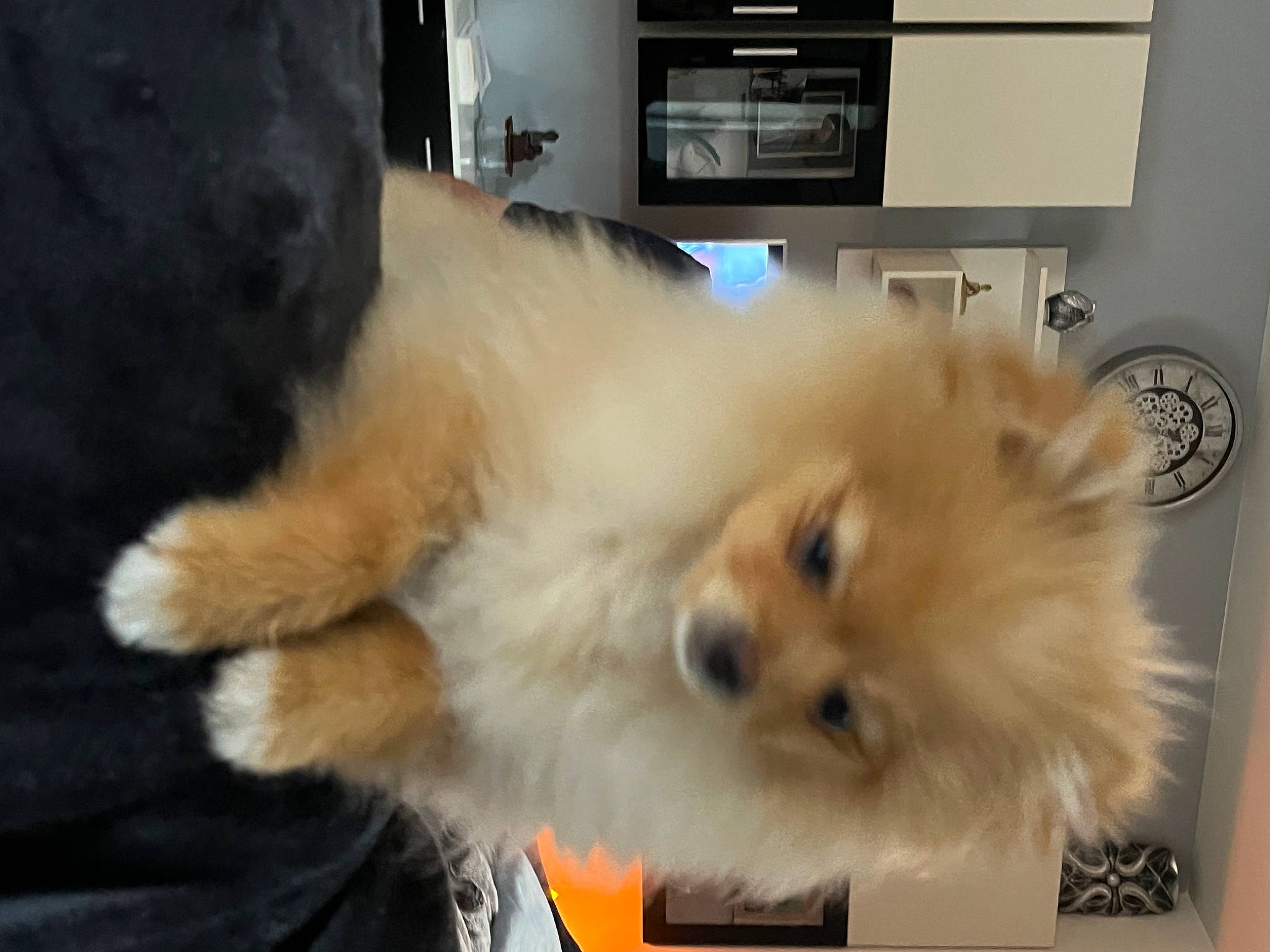 Théa a rejoint le concours — aidez-le/la à gagner de superbes lots ! canidae, carnivore, companion_dog, dog, dog_breed, fawn, fur, german_spitz, german_spitz_klein, home_appliance, kitchen_appliance, non_sporting_group, pomeranian, spitz, sporting_group, toy_dog, wall_plate, wall_socket, whiskers, working_animal