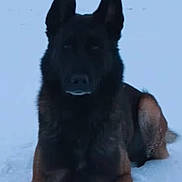Raïa a rejoint le concours — aidez-le/la à gagner de superbes lots ! alert, alone, animal, background, canine, cold, daylight, dog, ears, fur, german_shepherd, mammal, nature, outdoor, pet, portrait, quiet, sitting, snow, winter