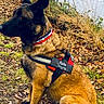 Raïa a rejoint le concours — aidez-le/la à gagner de superbes lots ! alert, animal, belgian_malinois, brown_fur, canine, collar, daylight, dog, forest, grass, leaves, nature, outdoor, pet, security_harness, side_view, sitting, trees, water, wild