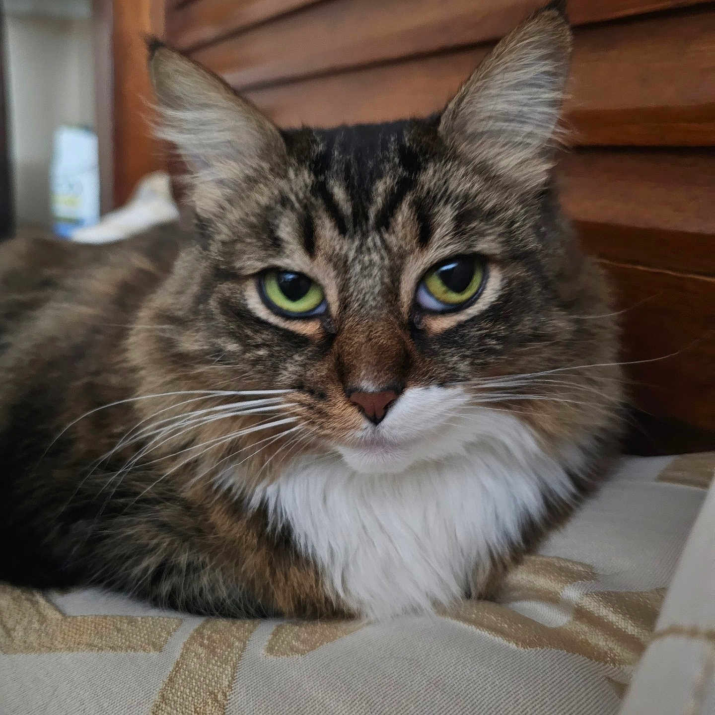 Smurfy is registered to the contest to win money with this photo: abyssinian, animal, blanket, cat, couch, cushion, face, furniture, hardwood, head, homedecor, indoors, interiordesign, kitten, manx, person, pet, photography, portrait, wood