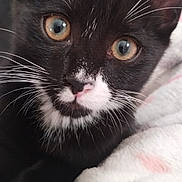 Brody joined the competition — help win amazing prizes! cat, kitten, tuxedo_cat, close_up, whiskers, black_and_white, pet, feline, cute, animal, young_cat, soft_blanket, cozy, indoor, fur, face, eyes, resting, domestic_cat, warm